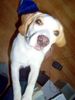 Beagle Foto: Bobby im Garten (ID 29644) Beagle Hund