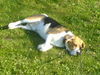 Beagle Foto (ID 37763) Beagle Hund