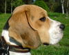 Beagle Foto (ID 37811) Beagle Hund