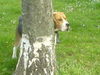Beagle Foto (ID 37949) Beagle Hund
