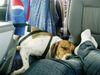 Beagle Foto: Sammy im Auto (ID 14486) Beagle Hund