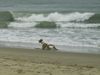 Beagle Foto: Sammy am Strand (ID 14487) Beagle Hund