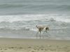 Beagle Foto: Sammy am Strand (ID 14489) Beagle Hund