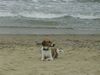 Beagle Foto: Sammy am Strand (ID 14488) Beagle Hund
