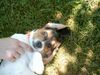 Beagle Foto: ist das ein Leben .... (ID 22513) Beagle Hund