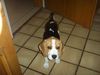 Beagle Foto: Xena (ID 24839) Beagle Hund
