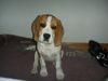 Beagle Foto: Der nervt mit seinen blöden Fotos !!! (ID 24856) Beagle Hund