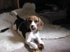 Beagle Foto: meine Hexe (ID 29819) Beagle Hund