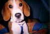 Beagle Foto: Mein Spike (ID 28448) Beagle Hund