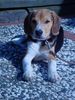 Beagle Foto: Shiela (ID 13930) Beagle Hund
