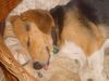 Beagle Foto: Beaglehündin 12 Wochen (Shiela) (ID 13929) Beagle Hund