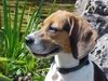 Beagle Foto: Siska (ID 28067) Beagle Hund