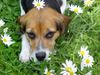 Beagle Foto: Siska (ID 28068) Beagle Hund