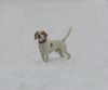 Beagle Foto: Rocky (ID 18849) Beagle Hund