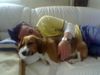 Beagle Foto: Mein Schatz Lucy (ID 22260) Beagle Hund