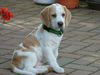 Beagle Foto: Das ist Snoopy (ID 14289) Beagle Hund
