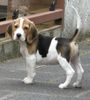 Beagle Foto: Sputnik mit 10 Wochen (ID 23374) Beagle Hund