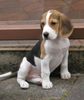 Beagle Foto: Sputnik (ID 23375) Beagle Hund