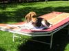 Beagle Foto: Tamira macht sich´s bequem (ID 24972) Beagle Hund