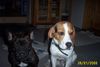 Beagle Foto: Mein Freund (ID 31076) Beagle Hund