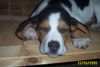Beagle Foto (ID 25803) Beagle Hund