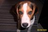 Beagle Foto: Ich bin so ein lieber. (manchmal) (ID 31074) Beagle Hund