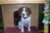 Beagle Foto: Thadeus vor seinem Reich (ID 25919) Beagle Hund