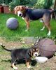 Beagle Foto: Timmi ist etwas gewachsen :-) (ID 12685) Beagle Hund