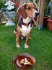 Beagle Foto: Timmi (ID 12686) Beagle Hund
