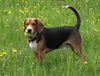 Beagle Foto: Timmi spielt mit Ball (ID 12687) Beagle Hund
