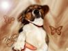 Beagle Foto: Meine kleine Nelly!! (ID 11170) Beagle Hund