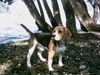 Beagle Foto: Das ist mein kleiner Vino am Rhein (ID 24801) Beagle Hund