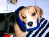 Beagle Foto: Dann leert Vino eben den Müll aus (ID 24813) Beagle Hund