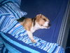 Beagle Foto: Vino will aber bei frauchen schlafen (ID 24812) Beagle Hund
