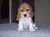 Beagle Foto (ID 30526) Beagle Hund