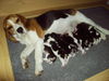 Beagle Foto: Welpenfotos: Of the Jolly Kids (ID 29901) Beagle Hund