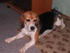 Beagle Foto (ID 24424) Beagle Hund