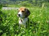 Beagle Foto: Unsere Zoe mit 3 Monaten (ID 34885) Beagle Hund