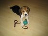 Beagle Foto: Unsere Zoe mit 10 Wochen (ID 34887) Beagle Hund