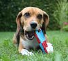 Beagle Foto: *knabber* (ID 33929) Beagle Hund