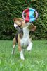 Beagle Foto: Tamira vom Schloss Altenau (ID 33928) Beagle Hund