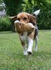Beagle Foto: *bring* (ID 33931) Beagle Hund