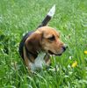Beagle Foto: Tamira (ID 33930) Beagle Hund