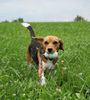 Beagle Foto: meine Tami (ID 33932) Beagle Hund