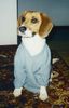 Beagle Foto: Abby (ID 14758) Beagle Hund