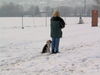 Beagle Foto: abrichten - bei diesem wetter?!? (ID 30675) Beagle Hund