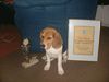 Beagle Foto: Wir haben es geschafft. 4-facher Champion (ID 16335) Beagle Hund