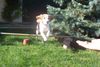 Beagle Foto: Anny beim springen (ID 35346) Beagle Hund