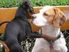 Beagle Foto: Warte, ich muss dir was sagen! (ID 21495) Beagle Hund