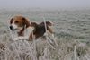Beagle Foto: Fliegender Beagle (ID 37495) Beagle Hund